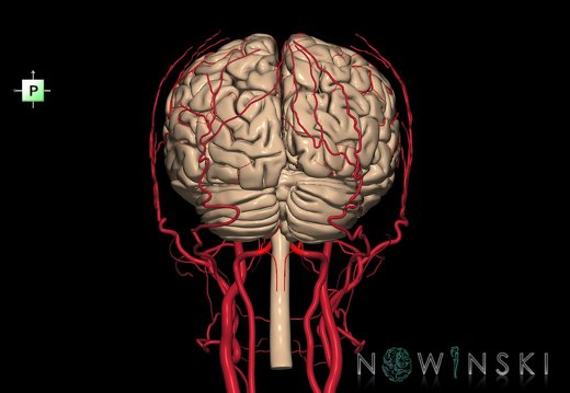 G3.T1.1-15.2-17.2.V3.C1.L0.CNS–Intracranial arteries–Extracranial arteries