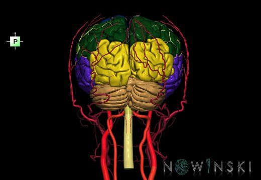 G3.T1.1-15.2-17.2.V3.C2.L0.CNS–Intracranial arteries–Extracranial arteries