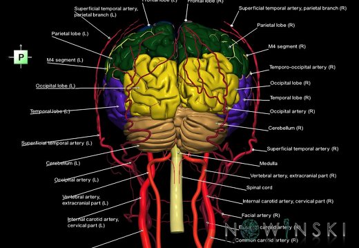 G3.T1.1-15.2-17.2.V3.C2.L1.CNS–Intracranial arteries–Extracranial arteries