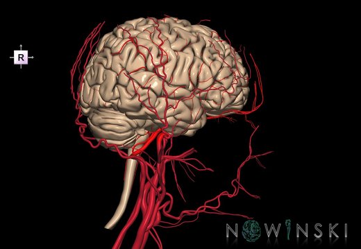 G3.T1.1-15.2-17.2.V4.C1.L0.CNS–Intracranial arteries–Extracranial arteries