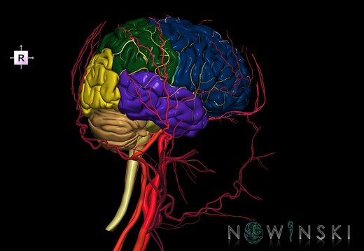 G3.T1.1-15.2-17.2.V4.C2.L0.CNS–Intracranial arteries–Extracranial arteries