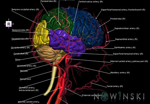 G3.T1.1-15.2-17.2.V4.C2.L1.CNS–Intracranial arteries–Extracranial arteries