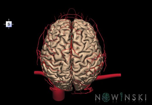 G3.T1.1-15.2-17.2.V5.C1.L0.CNS–Intracranial arteries–Extracranial arteries