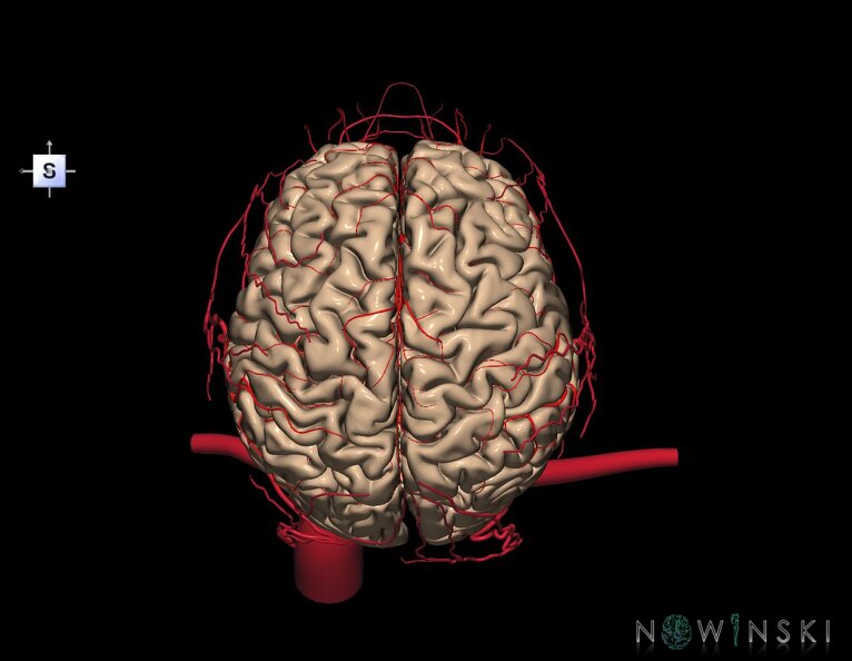 G3.T1.1-15.2-17.2.V5.C1.L0.CNS–Intracranial_arteries–Extracranial_arteries.tiff