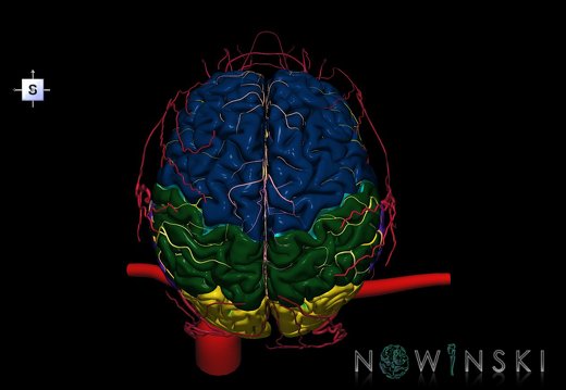 G3.T1.1-15.2-17.2.V5.C2.L0.CNS–Intracranial arteries–Extracranial arteries