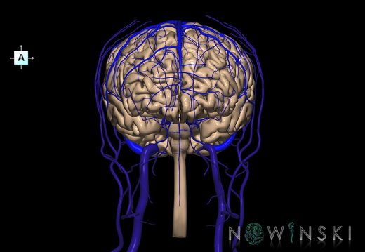 G3.T1.1-16.1-18.2.V1.C1.L0.CNS–Intracranial venous system–Extracranial veins