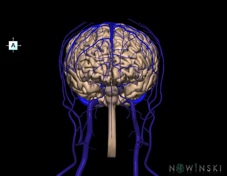 G3.T1.1-16.1-18.2.V1.C1.L0.CNS–Intracranial_venous_system–Extracranial_veins.tiff