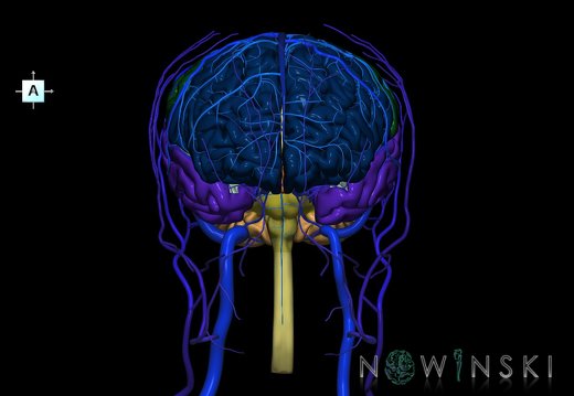 G3.T1.1-16.1-18.2.V1.C2.L0.CNS–Intracranial venous system–Extracranial veins