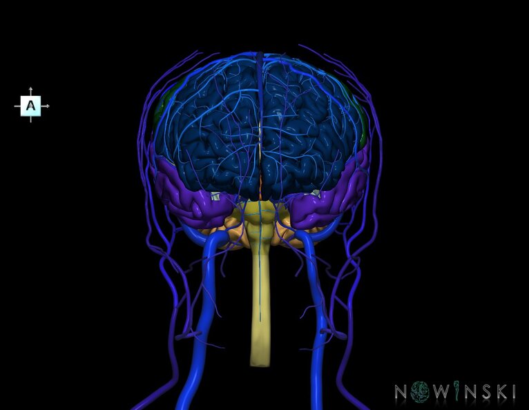 G3.T1.1-16.1-18.2.V1.C2.L0.CNS–Intracranial_venous_system–Extracranial_veins.tiff