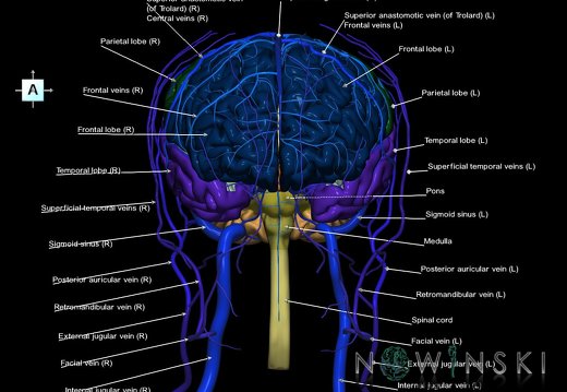 G3.T1.1-16.1-18.2.V1.C2.L1.CNS–Intracranial venous system–Extracranial veins