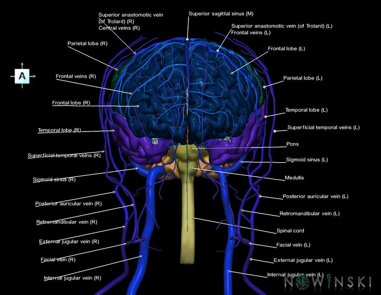 G3.T1.1-16.1-18.2.V1.C2.L1.CNS–Intracranial_venous_system–Extracranial_veins.tiff