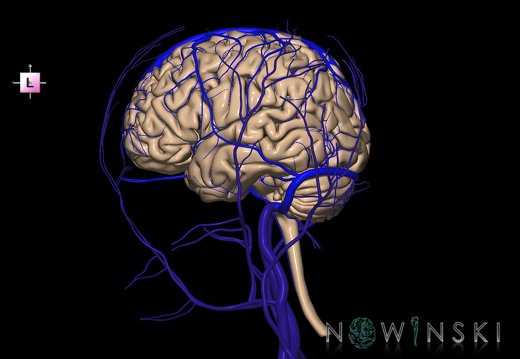 G3.T1.1-16.1-18.2.V2.C1.L0.CNS–Intracranial venous system–Extracranial veins