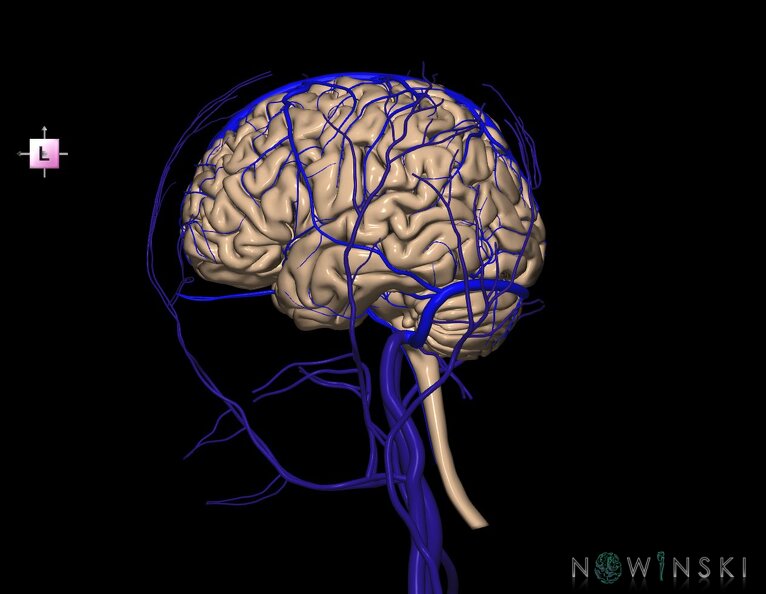 G3.T1.1-16.1-18.2.V2.C1.L0.CNS–Intracranial_venous_system–Extracranial_veins.tiff