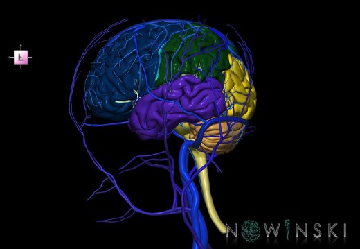 G3.T1.1-16.1-18.2.V2.C2.L0.CNS–Intracranial venous system–Extracranial veins