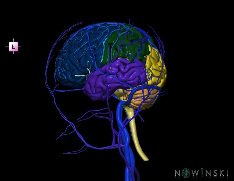 G3.T1.1-16.1-18.2.V2.C2.L0.CNS–Intracranial_venous_system–Extracranial_veins.tiff