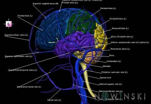 G3.T1.1-16.1-18.2.V2.C2.L1.CNS–Intracranial venous system–Extracranial veins