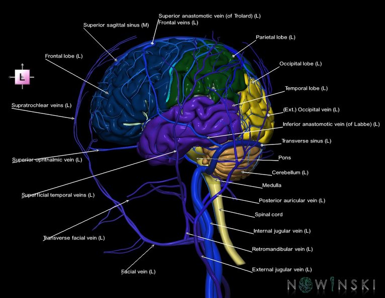 G3.T1.1-16.1-18.2.V2.C2.L1.CNS–Intracranial_venous_system–Extracranial_veins.tiff