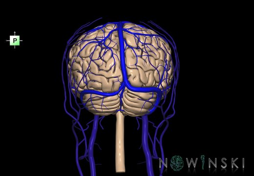 G3.T1.1-16.1-18.2.V3.C1.L0.CNS–Intracranial venous system–Extracranial veins