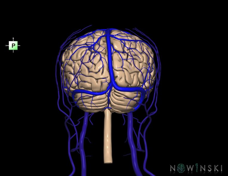 G3.T1.1-16.1-18.2.V3.C1.L0.CNS–Intracranial_venous_system–Extracranial_veins.tiff