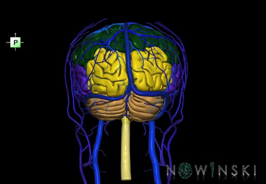 G3.T1.1-16.1-18.2.V3.C2.L0.CNS–Intracranial venous system–Extracranial veins