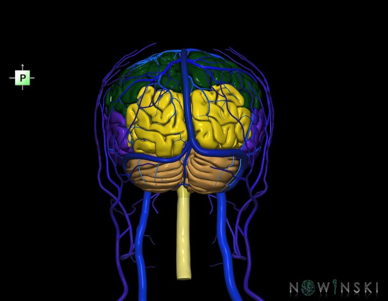 G3.T1.1-16.1-18.2.V3.C2.L0.CNS–Intracranial_venous_system–Extracranial_veins.tiff