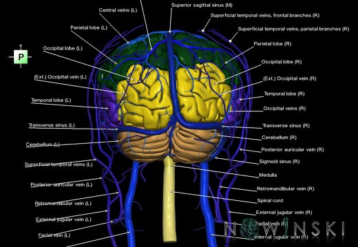 G3.T1.1-16.1-18.2.V3.C2.L1.CNS–Intracranial venous system–Extracranial veins