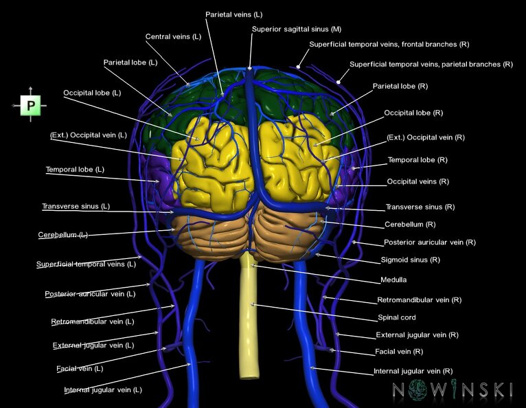 G3.T1.1-16.1-18.2.V3.C2.L1.CNS–Intracranial_venous_system–Extracranial_veins.tiff