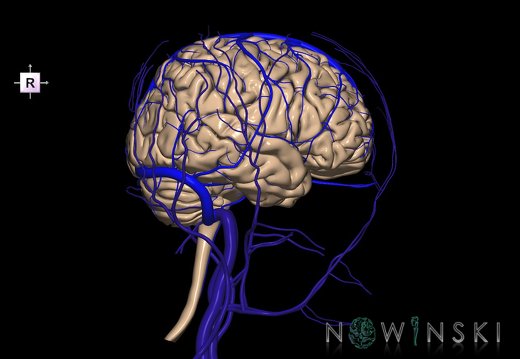 G3.T1.1-16.1-18.2.V4.C1.L0.CNS–Intracranial venous system–Extracranial veins