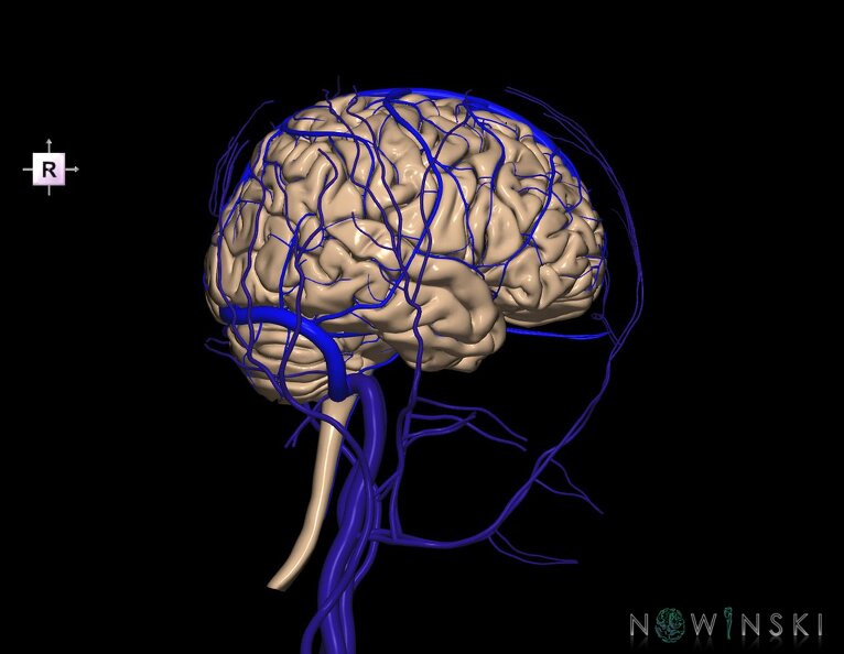 G3.T1.1-16.1-18.2.V4.C1.L0.CNS–Intracranial_venous_system–Extracranial_veins.tiff