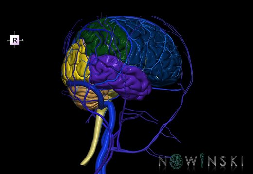 G3.T1.1-16.1-18.2.V4.C2.L0.CNS–Intracranial venous system–Extracranial veins