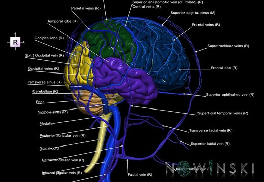 G3.T1.1-16.1-18.2.V4.C2.L1.CNS–Intracranial venous system–Extracranial veins