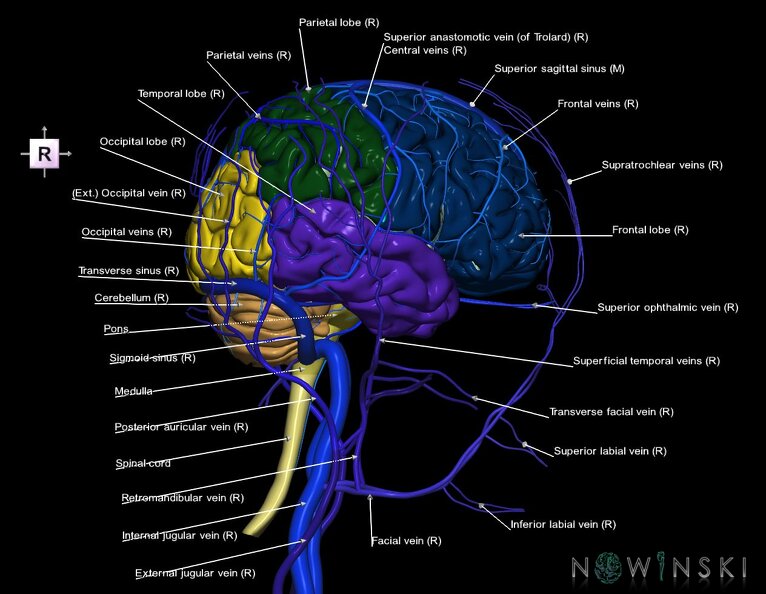 G3.T1.1-16.1-18.2.V4.C2.L1.CNS–Intracranial_venous_system–Extracranial_veins.tiff