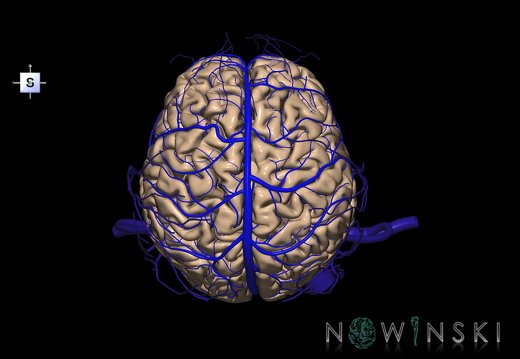 G3.T1.1-16.1-18.2.V5.C1.L0.CNS–Intracranial venous system–Extracranial veins