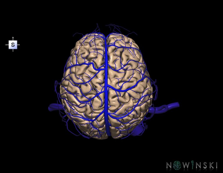 G3.T1.1-16.1-18.2.V5.C1.L0.CNS–Intracranial_venous_system–Extracranial_veins.tiff