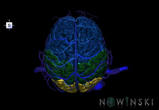 G3.T1.1-16.1-18.2.V5.C2.L0.CNS–Intracranial venous system–Extracranial veins