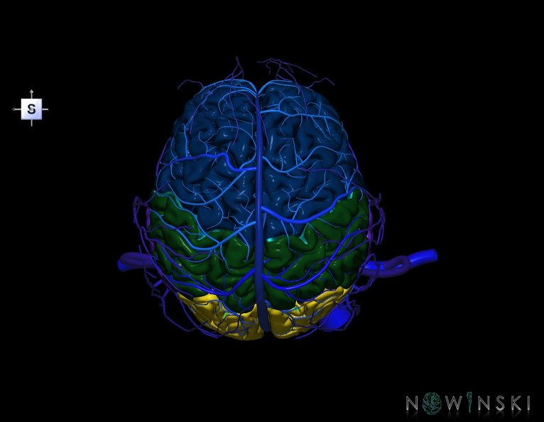 G3.T1.1-16.1-18.2.V5.C2.L0.CNS–Intracranial_venous_system–Extracranial_veins.tiff