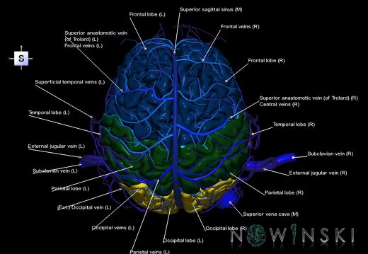 G3.T1.1-16.1-18.2.V5.C2.L1.CNS–Intracranial venous system–Extracranial veins