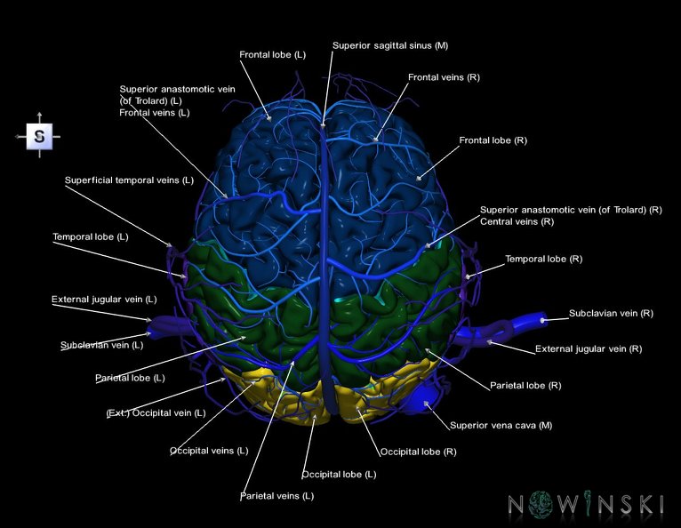 G3.T1.1-16.1-18.2.V5.C2.L1.CNS–Intracranial_venous_system–Extracranial_veins.tiff