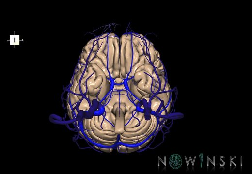 G3.T1.1-16.1-18.2.V6.C1.L0.CNS–Intracranial venous system–Extracranial veins