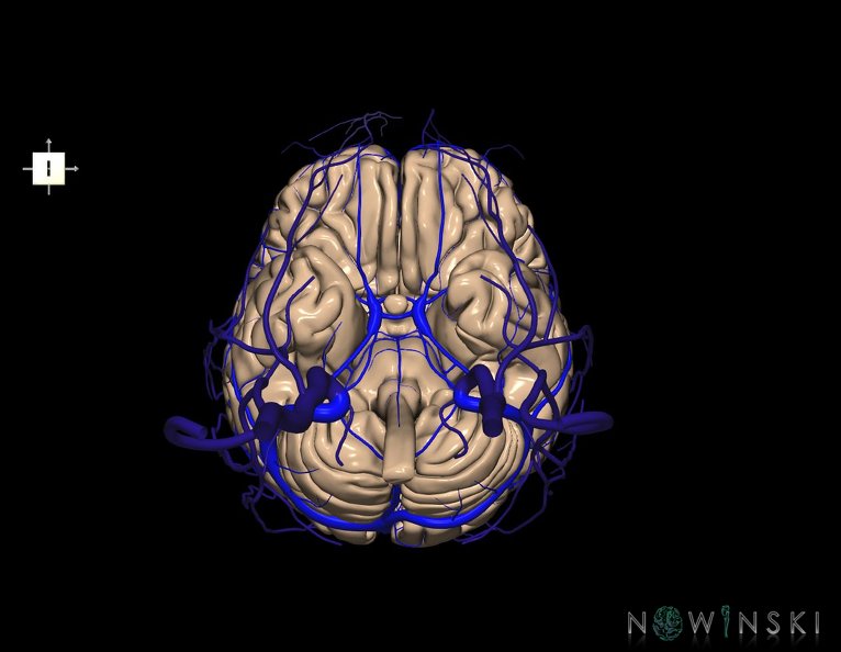 G3.T1.1-16.1-18.2.V6.C1.L0.CNS–Intracranial_venous_system–Extracranial_veins.tiff