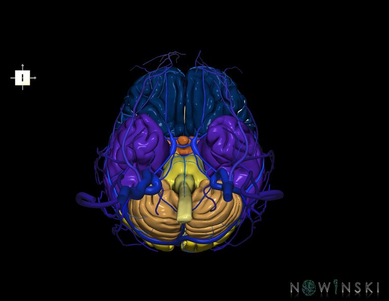G3.T1.1-16.1-18.2.V6.C2.L0.CNS–Intracranial_venous_system–Extracranial_veins.tiff