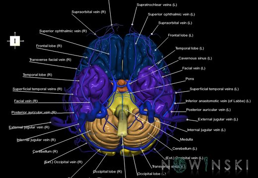 G3.T1.1-16.1-18.2.V6.C2.L1.CNS–Intracranial venous system–Extracranial veins