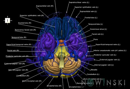 G3.T1.1-16.1-18.2.V6.C2.L1.CNS–Intracranial venous system–Extracranial veins