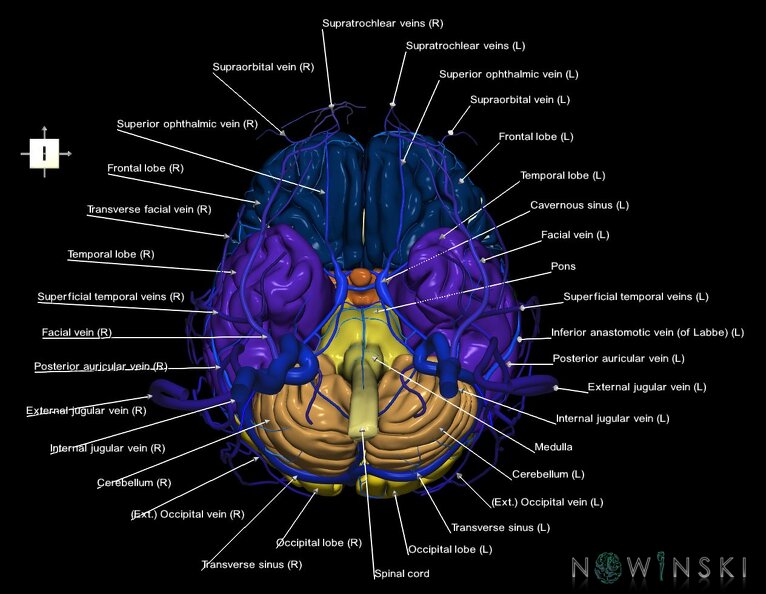 G3.T1.1-16.1-18.2.V6.C2.L1.CNS–Intracranial_venous_system–Extracranial_veins.tiff