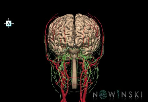 G3.T1.1-17.2-19.1.V1.C1.L0.CNS–Extracranial arteries–Cranial nerves