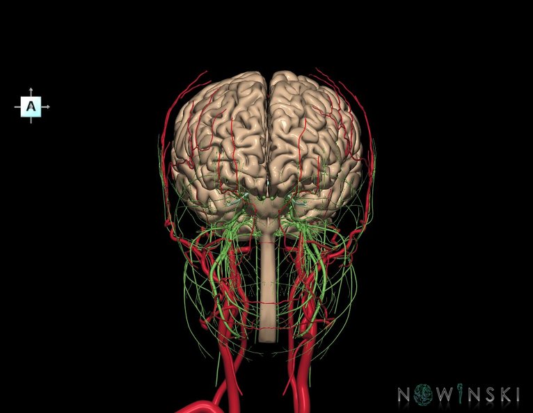 G3.T1.1-17.2-19.1.V1.C1.L0.CNS–Extracranial_arteries–Cranial_nerves.tiff