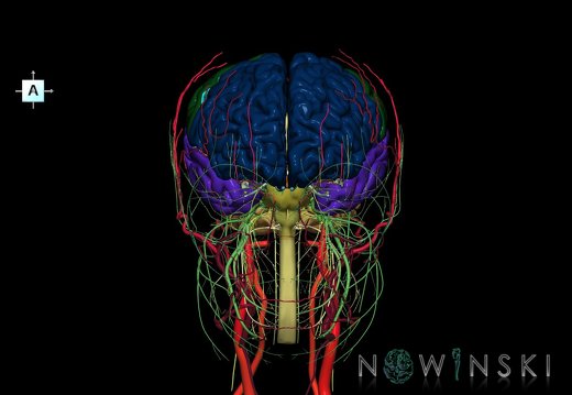 G3.T1.1-17.2-19.1.V1.C2.L0.CNS–Extracranial arteries–Cranial nerves