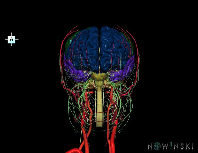 G3.T1.1-17.2-19.1.V1.C2.L0.CNS–Extracranial_arteries–Cranial_nerves.tiff