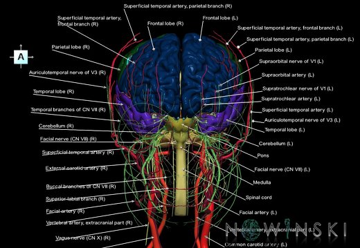 G3.T1.1-17.2-19.1.V1.C2.L1.CNS–Extracranial arteries–Cranial nerves
