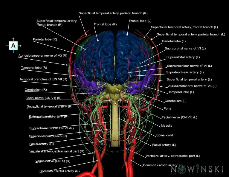 G3.T1.1-17.2-19.1.V1.C2.L1.CNS–Extracranial_arteries–Cranial_nerves.tiff